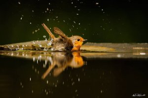 10411977_755980364441654_2388323466373911057_n