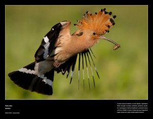 1914759_127666153939748_665882_n