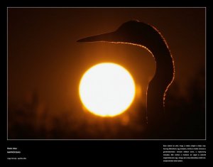 1914759_127666163939747_2986188_n