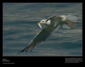 1914759_127666187273078_573359_n