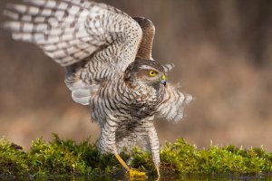 1920616_809692199070470_9010894005583968014_n