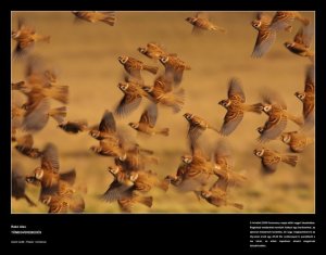 35759_127667940606236_2639329_n