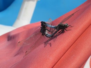 12462055_e299d57c86c0142aea2e0e646dc3242c_xl