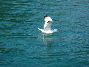 12462309_92a0961d31f90b674f38d44b40e4d348_xl