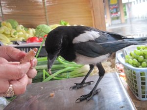 12544761_1dca0bad3b03b62b563823c150052158_xl