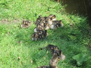 12643561_43950a33f005fc4de9ead61331f2b88e_xl