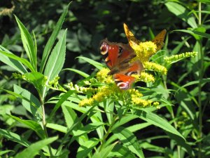 12643935_d612526f058816857022eeecd609812f_xl