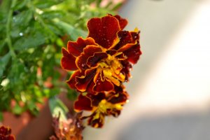 13522123_484863666633d613bf2b1ef11de0360f_xl