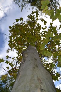 13522135_e9594550c3340b140fd00970cb394962_xl