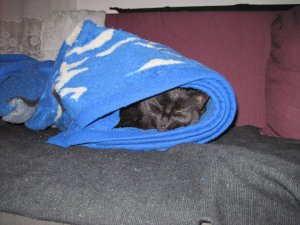 13805565_3504004535348dc6921e809da4c5eac4_xl