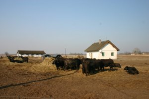 14466231_4d95b869bbbe9b33dba70ee1d4e9cfd3_xl