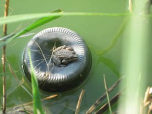 14466283_04d1c797964e5d18d79e61c5aeebca23_xl