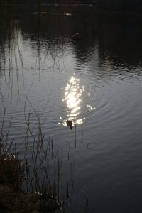 17972117_f4a83acecf8036081cdc4185a8bdf166_l