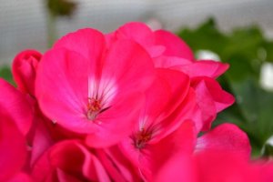 18901823_5ad81bf52bc8b9ca1b3f2c34e6444389_l