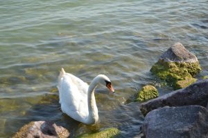 23142577_d1170ff840aa443c65e3588dd748658d_l